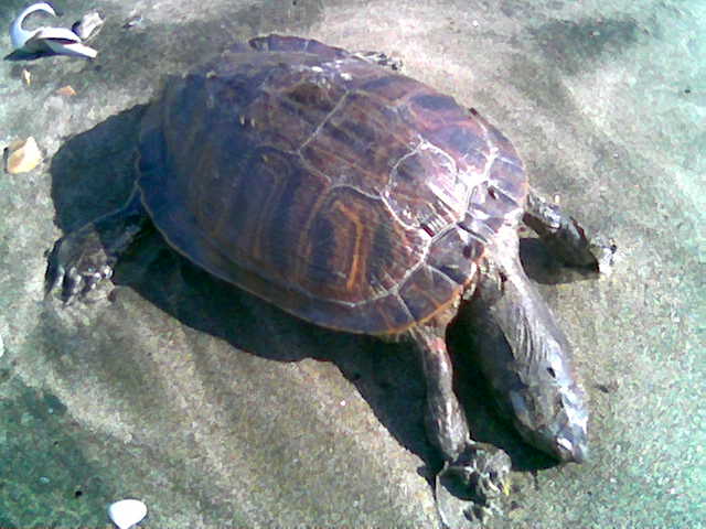 tartaruga ...